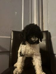 Standard Poodle Puppies For Sale