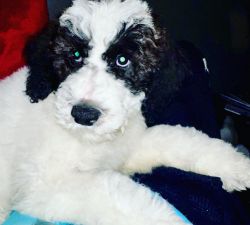 Standard Poodle looking for my forever home