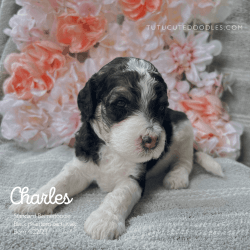 AKC Registered Standard Poodle Charles