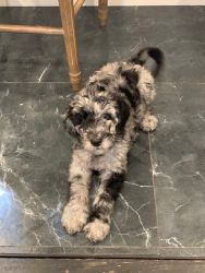 Standard Poodle Pups Available Now!