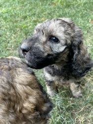 Beautiful and smart poodle puppies