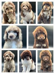 Standard poodle puppies (genetically clear)
