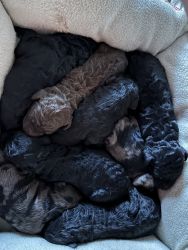 AKC Registered Standard Poodle Puppies