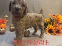 AKC/CKC Red Female Standard poodle