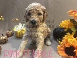 AKC/CKC PINK FEMALE standard poodle puppy