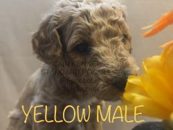 AKC/CKC yellow Male S Poodle pup