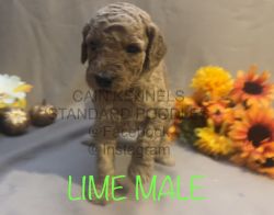AKC/CKC Lime Male Standard Poodle Puppy