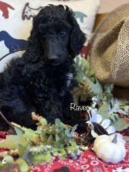 Akc registered standard poodle puppies
