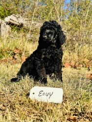 Trained Standard Poodle puppies