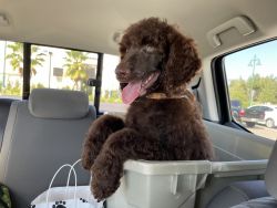 Rehoming akc standard poodle puppy