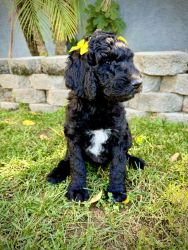 AKC Standard Poodle Black Female 7 Weeks
