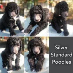 Silver Standard Poodle Puppies DNA Tested