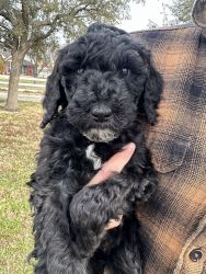 standard poodle female puppy for sale AKC