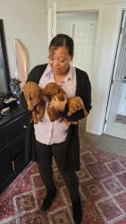 Poodles looking for home
