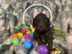 Easter Puppies