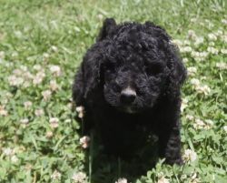 Standard Poodle Puppies Available