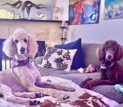 Standard Poodles to Love ❤️
