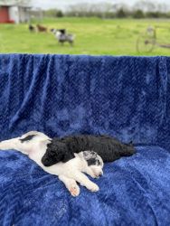 Standard Poodle pups AKC born 2/29