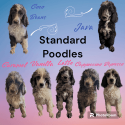 AKC Standard Poodles