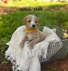 AKC registered Standard Poodle puppies
