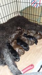 Adorable Standard Poodle puppies