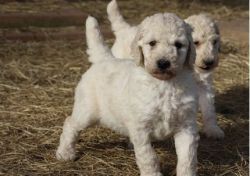 Extremely Friendly and Playful Standard Poodle Puppies
