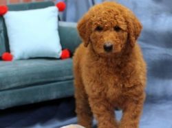 AKC and ACA registered Standard Poodle Puppies