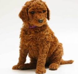 Standard and Miniature Poodle Puppies Ready