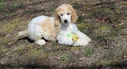 Sweet and Loving Miniature and Standard Poodle Puppies