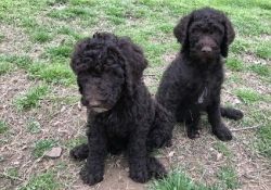 We have males and female standard poodles puppies