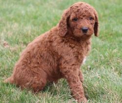 red colored AKC Standard and Miniature Poodle puppies
