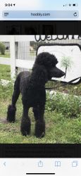 Standard poodle Black