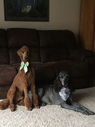 Gorgeous Standard Poodle puppies for sale