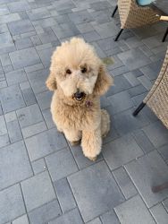 Standard Apricot Poodle 1 year old