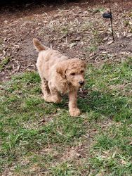Standard Poodle pups looking for FOREVER HOMES