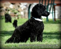 CH Sired Inky Black Standard Poodle Puppy