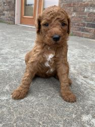 Lacy lu standard poodle for sale