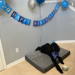 1 year old pure breed standard poodle