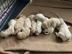 8 pups ready before Mother’s Day
