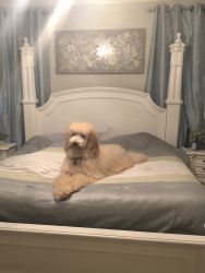 Apricot & White Standard Poodle For Sale