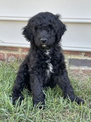 8 weeks male black and white Standard Poodle