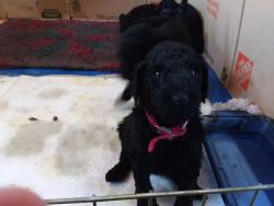 Reserve your Akc Standard Poodle pup now!