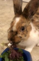 S’mores the Bunny Free to a Loving Home