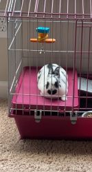 Two 6 month old bunnies for sale