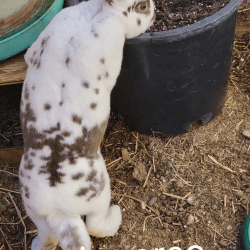 Rex bunnies looking for new homes