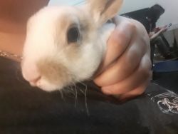 2 Month old bunnies fro sale