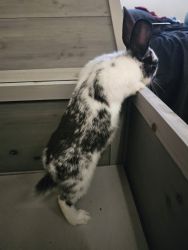 Male bunny for sale