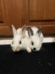 Baby rec rabbits
