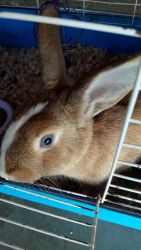 Rabbits looking for furever home