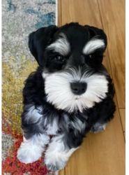 Black and white Schnauzer Puppy